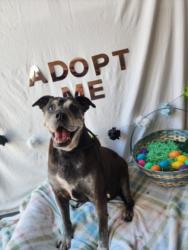 Shelter Stray Female Dog last seen , Chatsworth, CA 91311