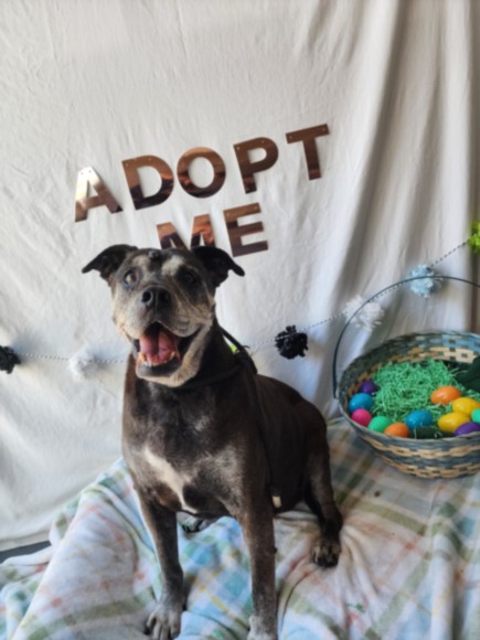 Shelter Stray Female Dog last seen , Chatsworth, CA 91311