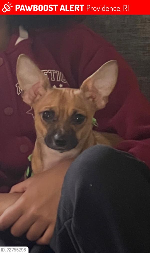 Lost Female Dog last seen Near Dexter St West end, Providence, RI 02907