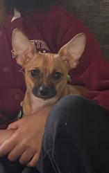 Lost Female Dog last seen Near Dexter St West end, Providence, RI 02907