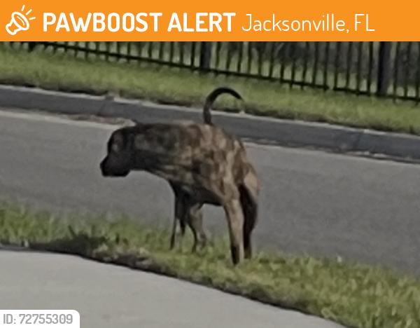 Found/Stray Unknown Dog last seen Season a Marietta off of Ocala Rd, Jacksonville, FL 32220