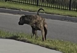 Found/Stray Unknown Dog last seen Season a Marietta off of Ocala Rd, Jacksonville, FL 32220