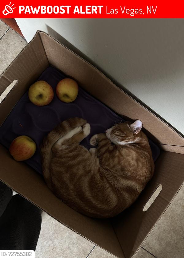Lost Male Cat last seen Pluto , Cvs, starcrest, rainbow, mini Grand Prix , Las Vegas, NV 89108