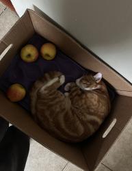 Lost Male Cat last seen Pluto , Cvs, starcrest, rainbow, mini Grand Prix , Las Vegas, NV 89108