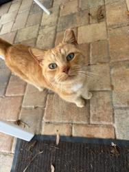 Lost Male Cat last seen Treeline Drive and Cold Creek , Valrico, FL 33596