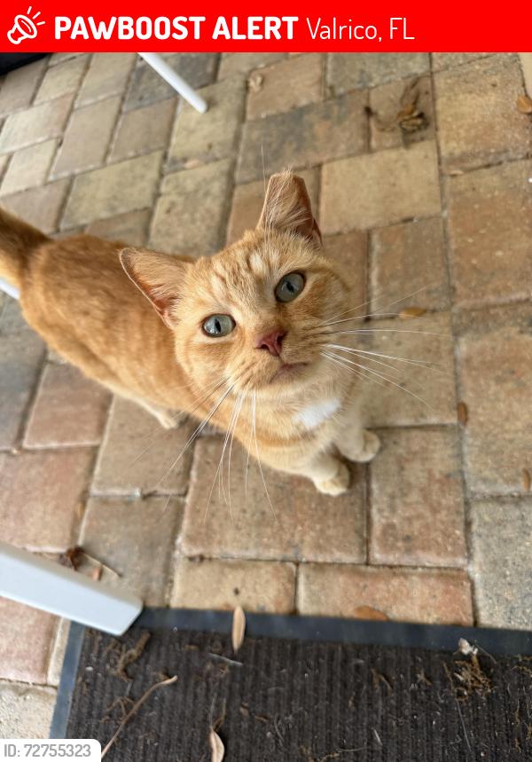 Lost Male Cat last seen Treeline Drive and Cold Creek , Valrico, FL 33596