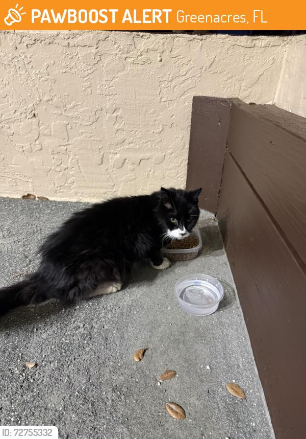 Found/Stray Unknown Cat last seen shady pine way HOA building , Greenacres, FL 33415