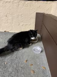 Found/Stray Unknown Cat last seen shady pine way HOA building , Greenacres, FL 33415
