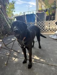 Found/Stray Male Dog last seen East hills , San Jose, CA 95127