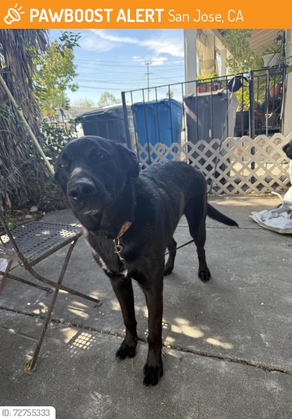 Found/Stray Male Dog last seen East hills , San Jose, CA 95127