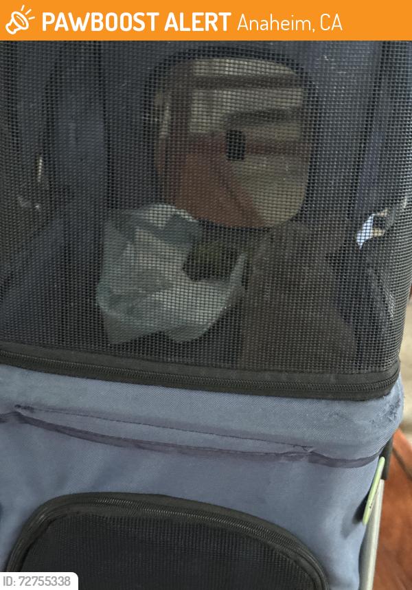 Found/Stray Unknown Rabbit last seen Danbrook, Anaheim, CA 92804