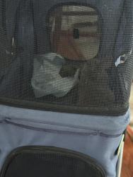 Found/Stray Unknown Rabbit last seen Danbrook, Anaheim, CA 92804