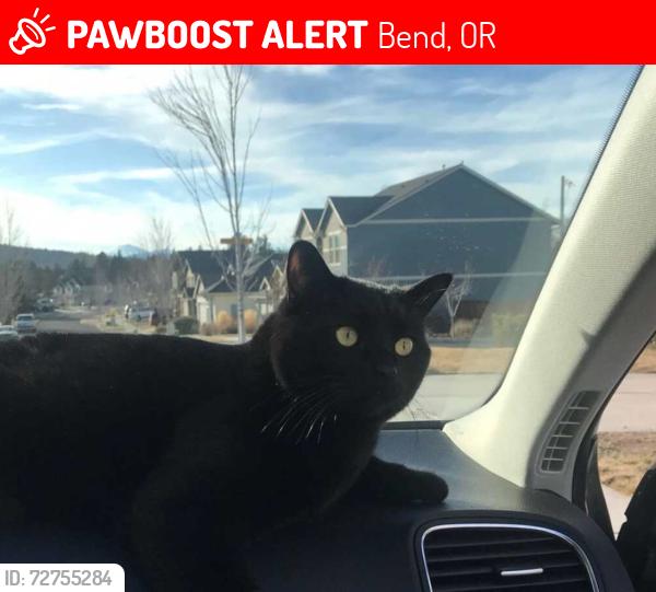 Lost Female Cat last seen Sunset Place Near OB Riley Rd in Bend Above Tumalo, Bend, OR 97703