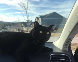 Lost Female Cat last seen Sunset Place Near OB Riley Rd in Bend Above Tumalo, Bend, OR 97703