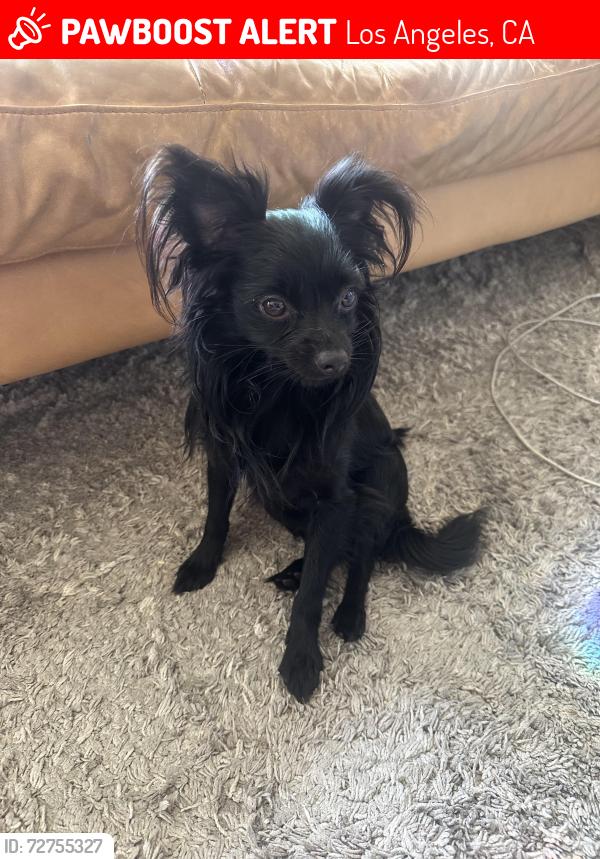 Lost Male Dog last seen Broadway bridge & Pasadena Ave , Los Angeles, CA 90031