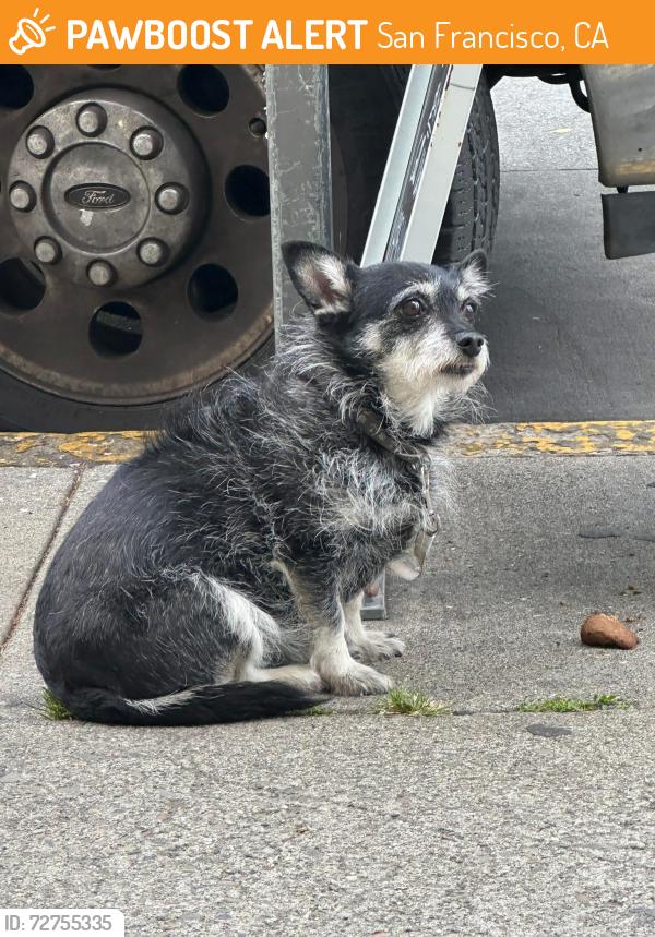 Found/Stray Unknown Dog last seen Folsom and 25 in front of Rays Market and Deli , San Francisco, CA 94110