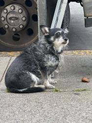 Found/Stray Unknown Dog last seen Folsom and 25 in front of Rays Market and Deli , San Francisco, CA 94110