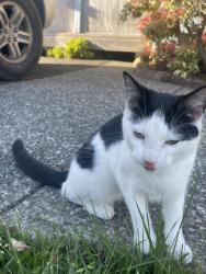 Found/Stray Female Cat last seen Near E Connecticut St Bellingham WA, Bellingham, WA 98225