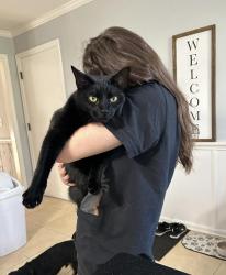Lost Male Cat last seen Mad river rd & cranbrook court, Woodbourne-Hyde Park, OH 45459
