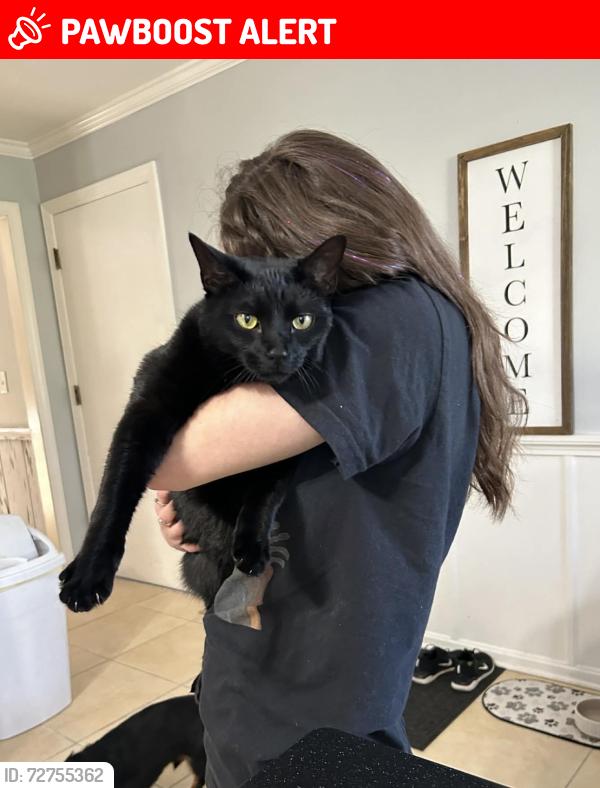 Lost Male Cat last seen Mad river rd & cranbrook court, Woodbourne-Hyde Park, OH 45459