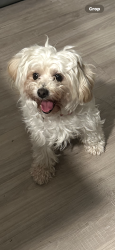 Lost Male Dog last seen Wicker road and el centro lane, Menifee, CA 92584