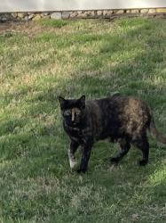 Found/Stray Unknown Cat last seen Near Torresdale Avenue, Philadelphia, PA 19114