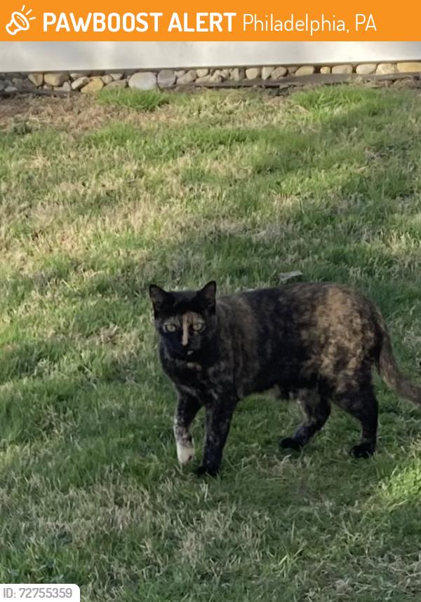 Found/Stray Unknown Cat last seen Near Torresdale Avenue, Philadelphia, PA 19114