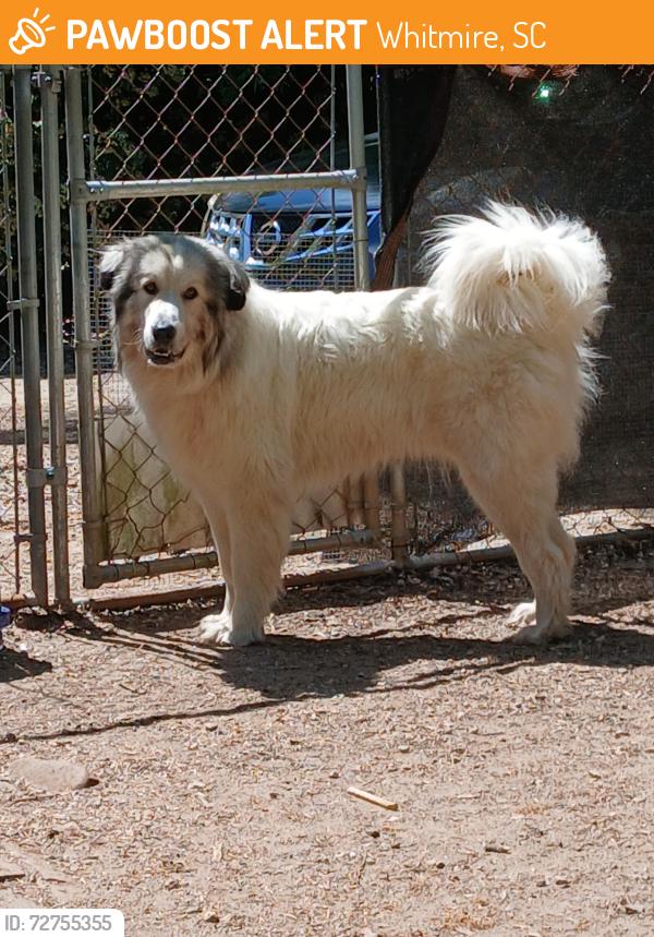 Found/Stray Unknown Dog last seen Highway 72, Whitmire, SC 29178