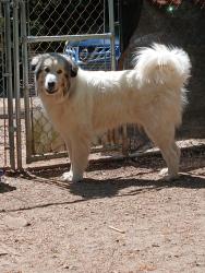 Found/Stray Unknown Dog last seen Highway 72, Whitmire, SC 29178