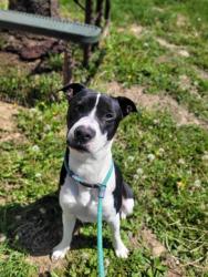 Shelter Stray Male Dog last seen ST CHARLES CO, St. Peters, MO 63376