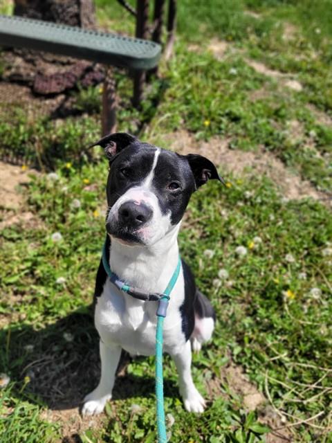 Shelter Stray Male Dog last seen ST CHARLES CO, St. Peters, MO 63376