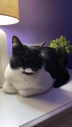 Lost Male Cat last seen S. Nicollet St. & 6th Avenue, Sioux City, IA 51106