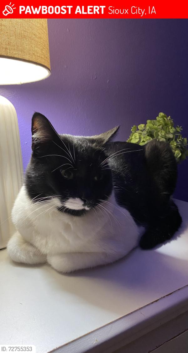 Lost Male Cat last seen S. Nicollet St. & 6th Avenue, Sioux City, IA 51106