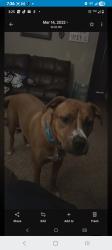 Lost Female Dog last seen Red fox rd, dk's, Wichita Falls, TX 76306