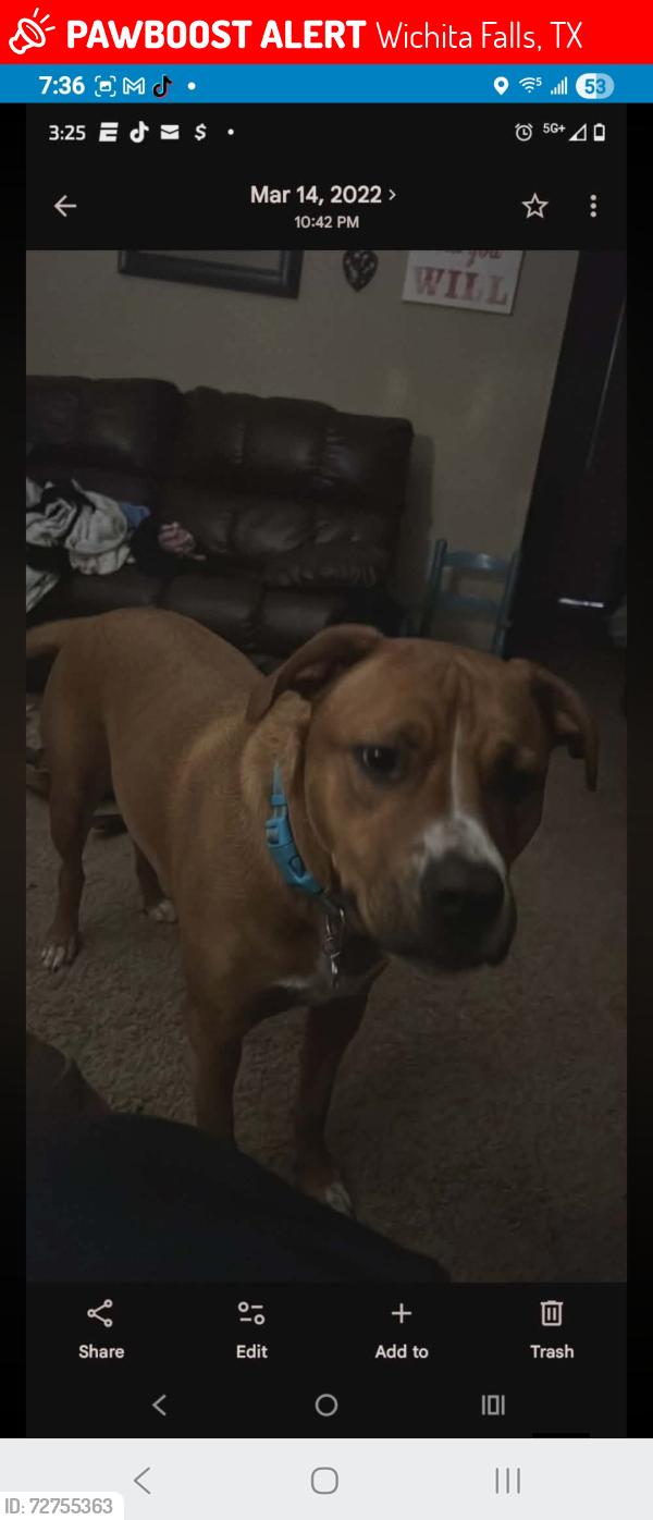 Lost Female Dog last seen Red fox rd, dk's, Wichita Falls, TX 76306