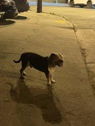 Found/Stray Male Dog last seen Wickham & Lombardy, Richmond, VA 23220