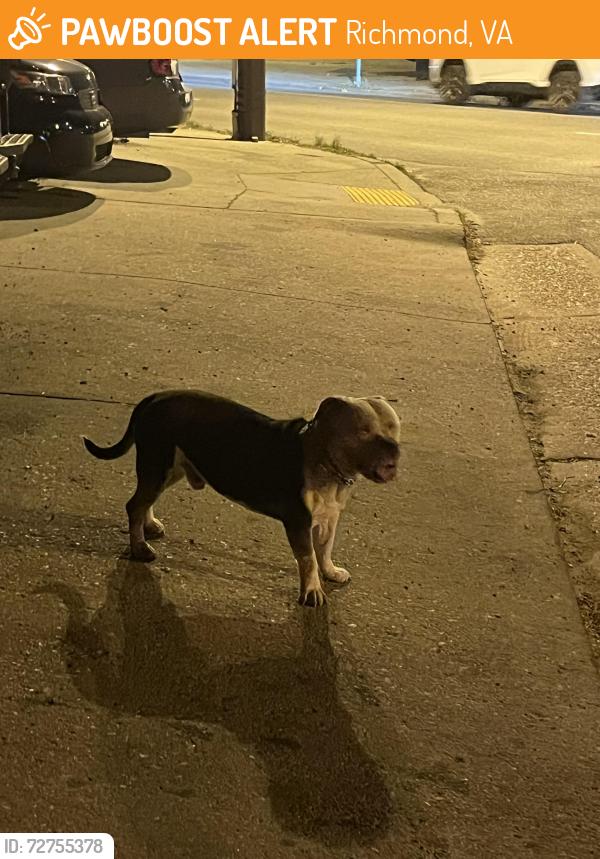 Found/Stray Male Dog last seen Wickham & Lombardy, Richmond, VA 23220