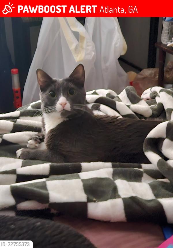 Lost Male Cat last seen LaVista and Briarcliff, Atlanta, GA 30329