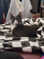 Lost Male Cat last seen LaVista and Briarcliff, Atlanta, GA 30329