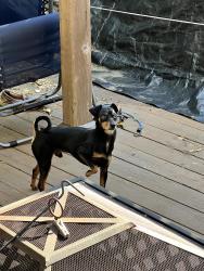 Found/Stray Male Dog last seen Payne Ave. San Jose, San Jose, CA 95117