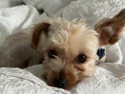 Lost Male Dog last seen La Valencia Circle, Panama City Beach, FL 32413