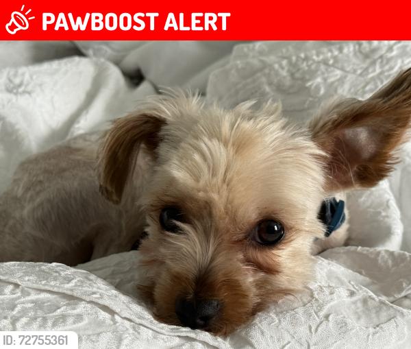 Lost Male Dog last seen La Valencia Circle, Panama City Beach, FL 32413