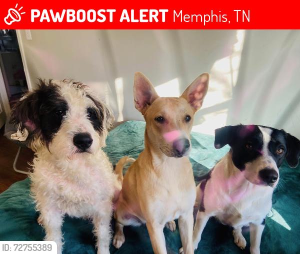 Lost Male Dog last seen Near Macon rd 38122, Memphis, TN 38122