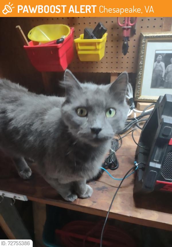 Found/Stray Unknown Cat last seen Hayward and deana, Chesapeake, VA 23324