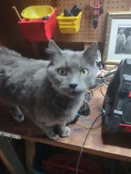 Found/Stray Unknown Cat last seen Hayward and deana, Chesapeake, VA 23324