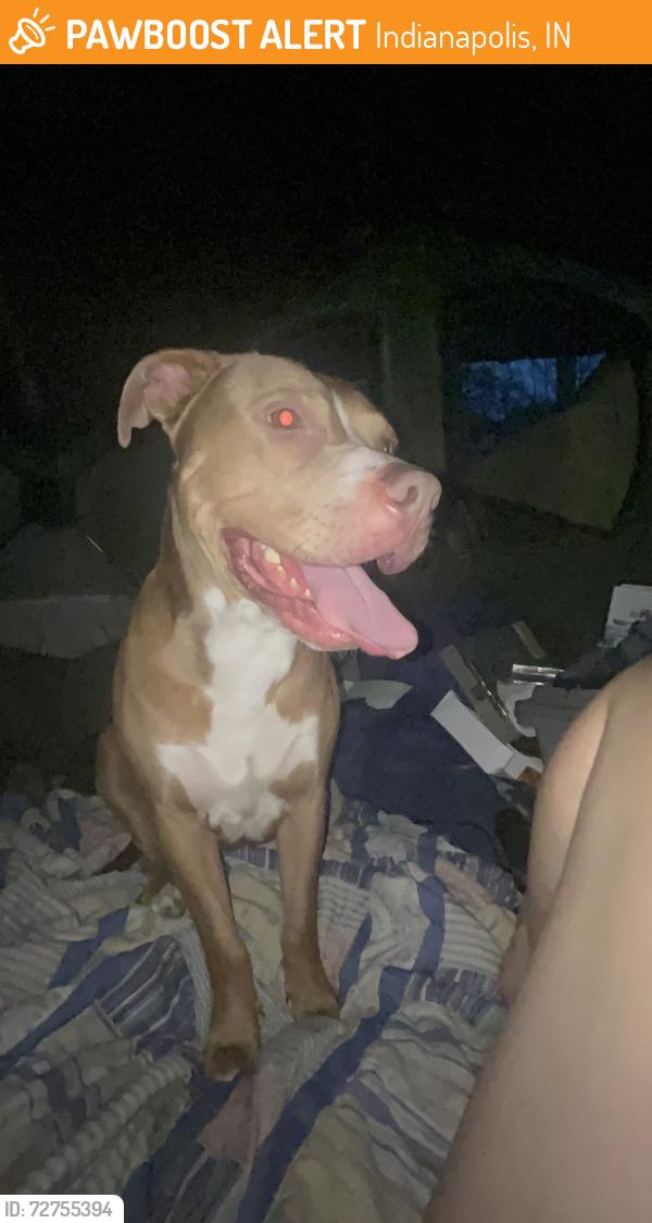 Found/Stray Male Dog last seen Near Creston drive, Indianapolis, IN 46222