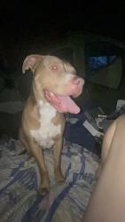 Found/Stray Male Dog last seen Near Creston drive, Indianapolis, IN 46222