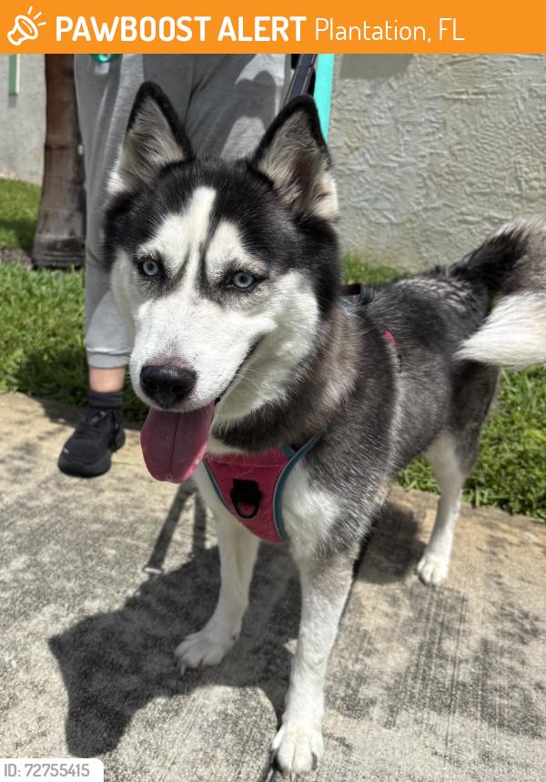 Found/Stray Female Dog last seen Plantation, Plantation, FL 33313