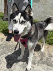 Found/Stray Female Dog last seen Plantation, Plantation, FL 33313