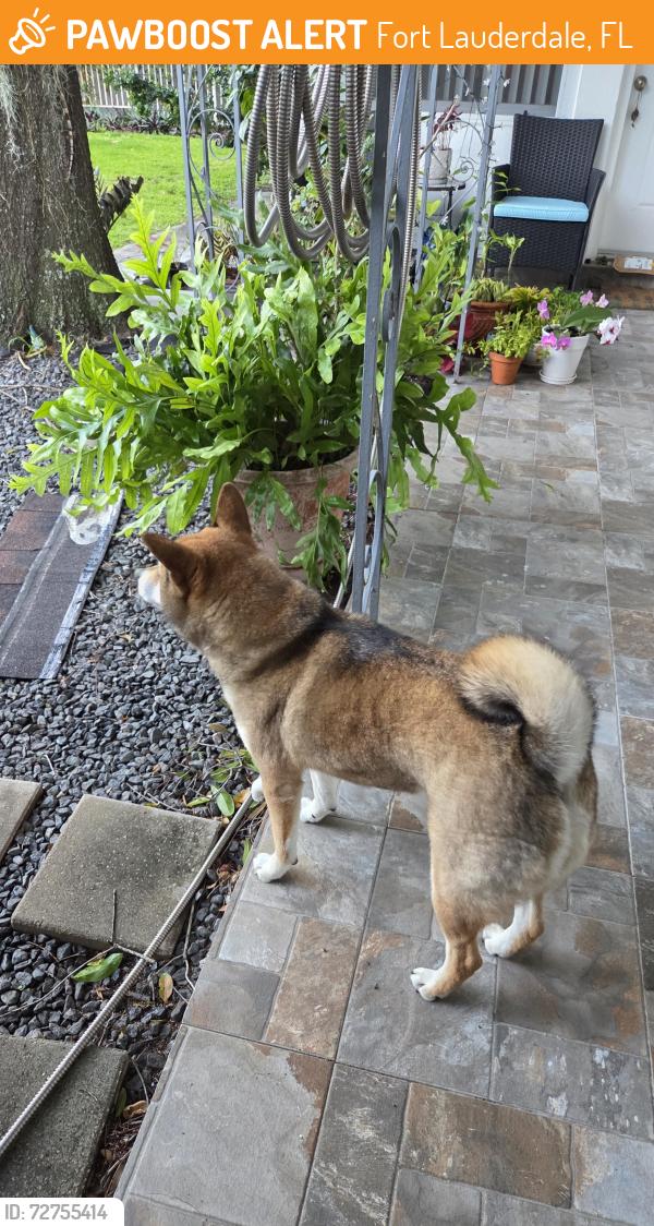 Found/Stray Unknown Dog last seen Holiday Park, Fort Lauderdale, FL 33301